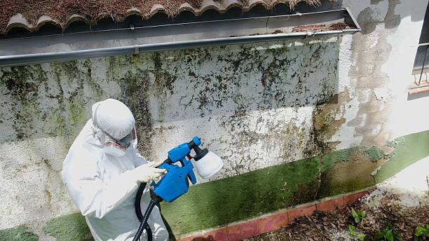 Trusted Attic Mold Removal service in Fort Lauderdale, FL - Cheap Mold Removal